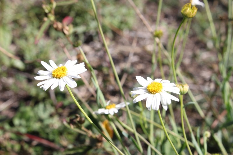 Brachyscome basaltica photo 6