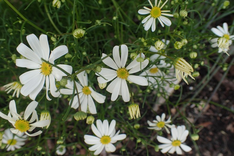 Brachyscome bellidioides