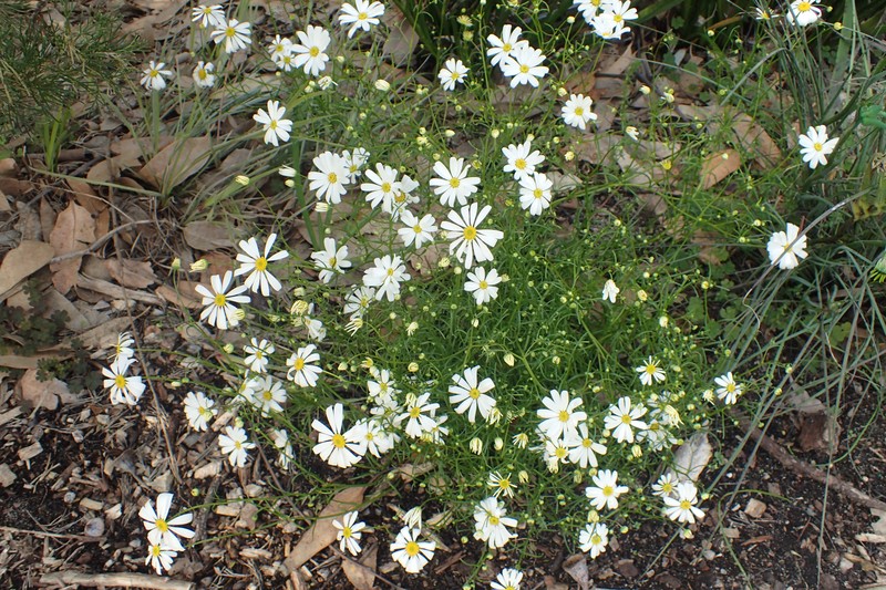 Brachyscome bellidioides photo 2