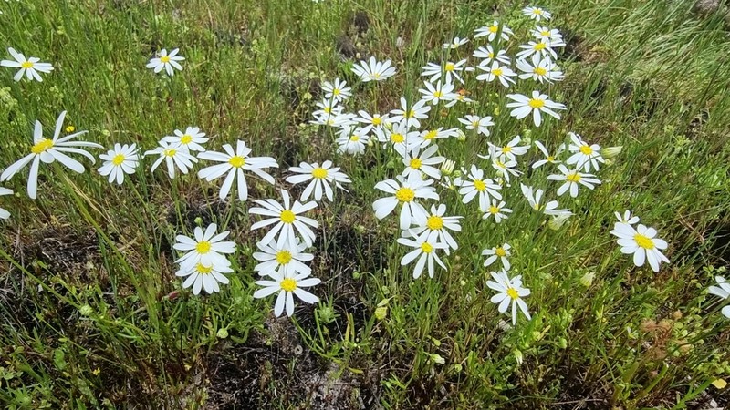 Brachyscome bellidioides photo 3