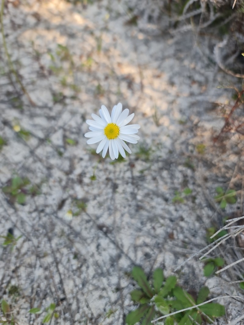 Brachyscome bellidioides photo 4