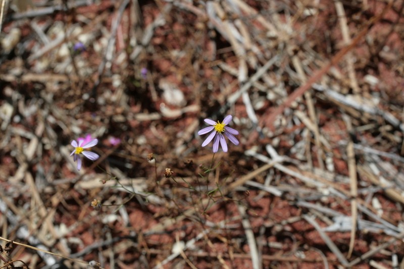 Brachyscome billabongensis