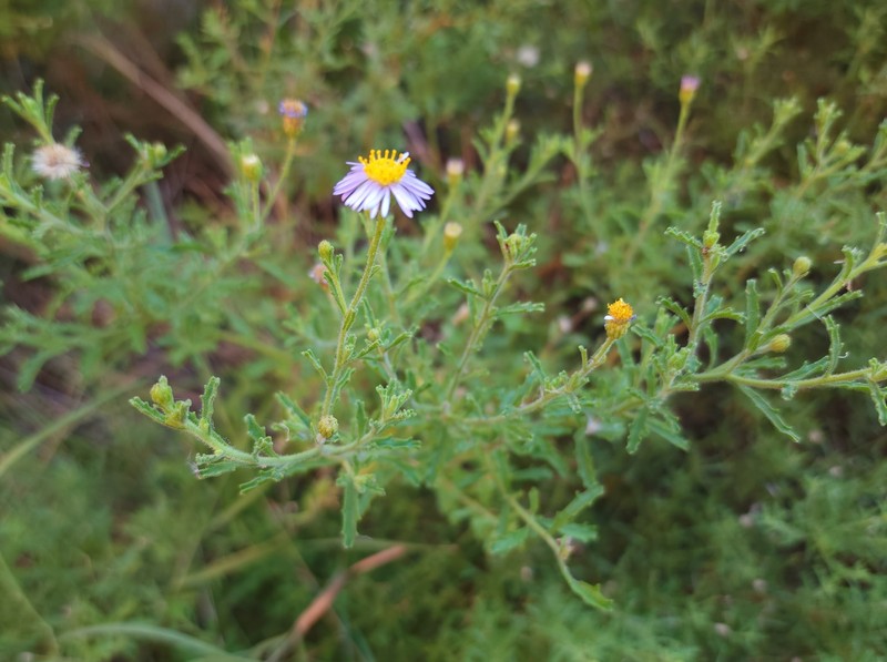Brachyscome blackii photo 5