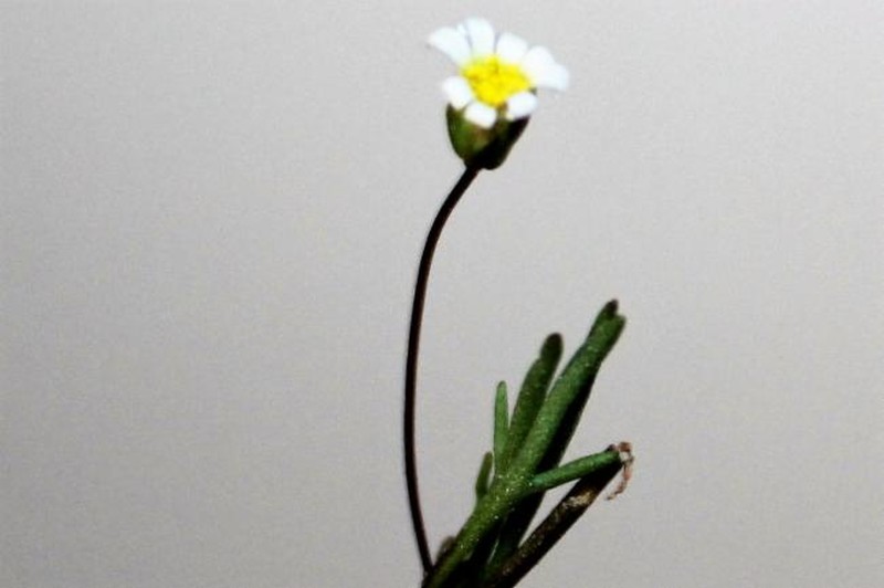 Brachyscome breviscapis