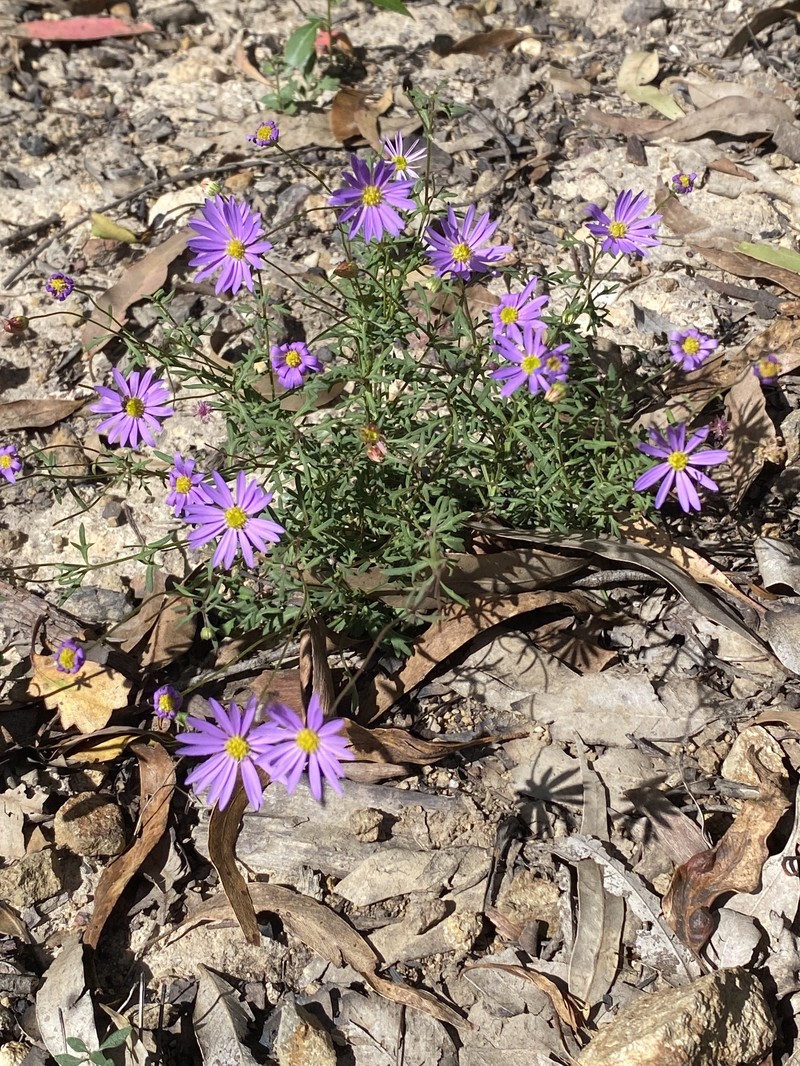 Brachyscome brownii photo 3