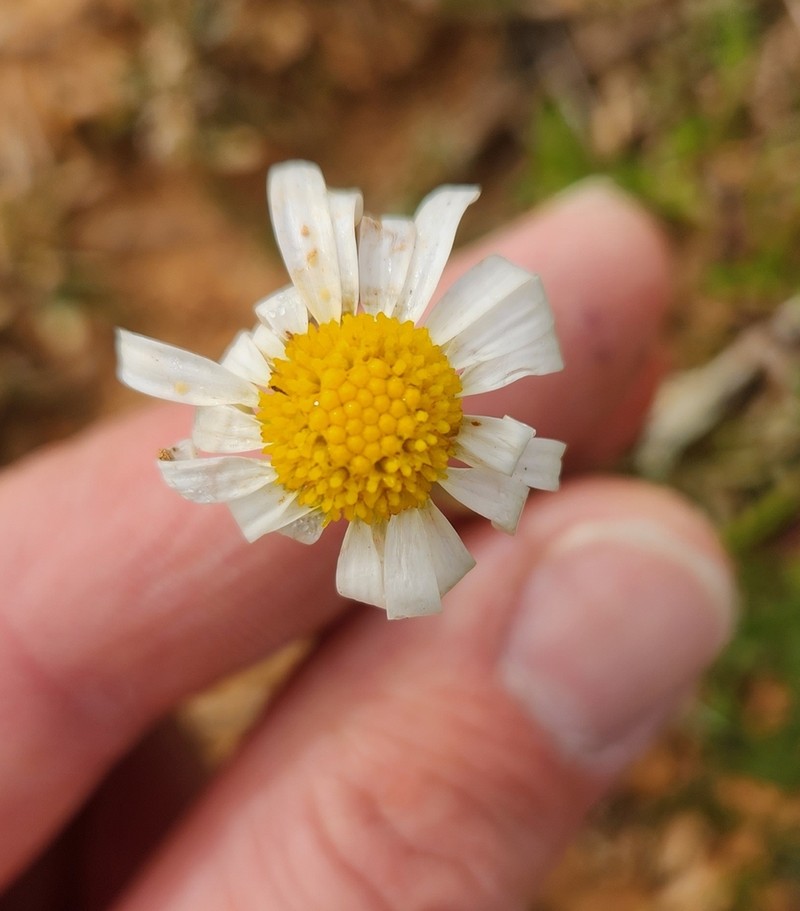 Brachyscome campylocarpa