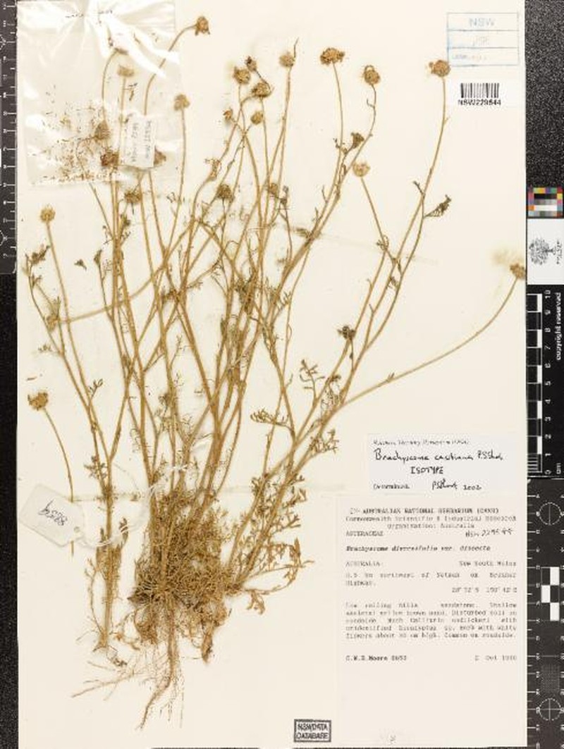 Brachyscome casstiana