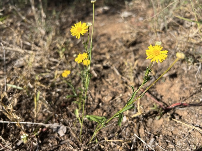 Brachyscome chrysoglossa photo 3