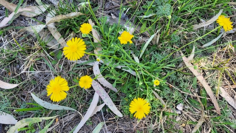 Brachyscome chrysoglossa photo 4