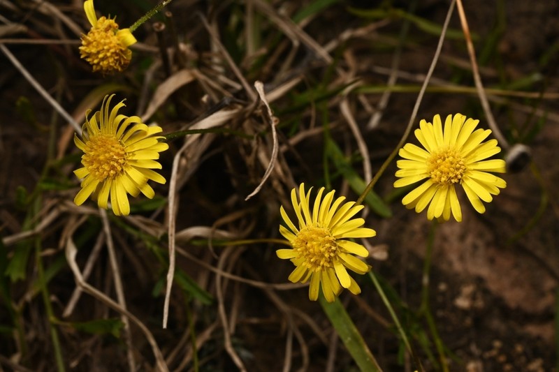 Brachyscome chrysoglossa photo 5