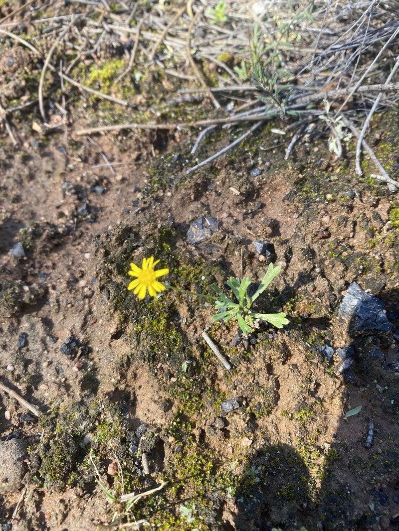 Brachyscome chrysoglossa photo 6