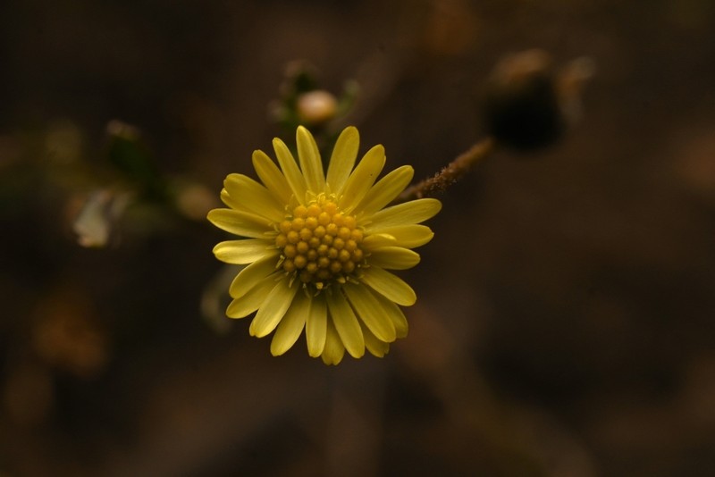 Brachyscome chrysoglossa photo 7