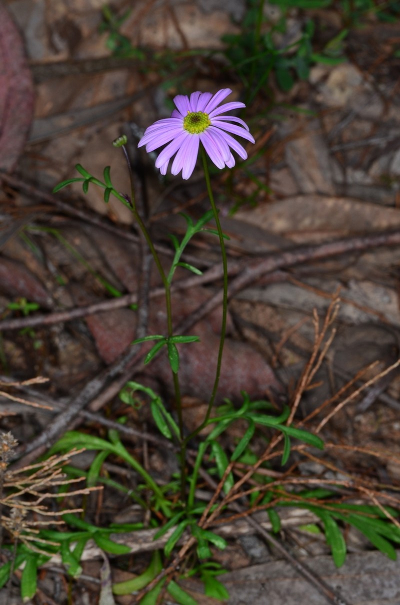 Brachyscome ciliaris photo 2