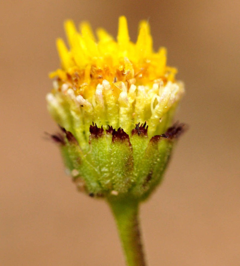 Brachyscome ciliaris photo 4