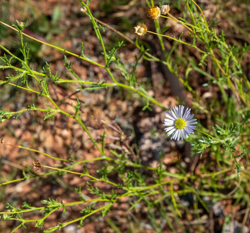 Brachyscome ciliaris photo 6