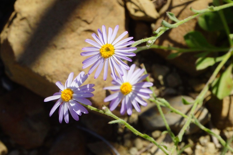 Brachyscome ciliaris photo 7