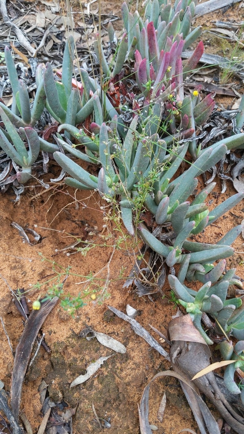 Brachyscome ciliaris var. brachyglossa