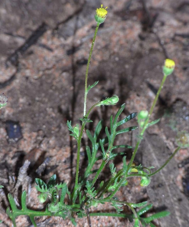 Brachyscome ciliaris var. brachyglossa photo 2