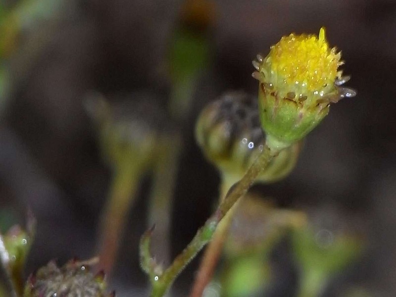 Brachyscome ciliaris var. brachyglossa photo 3