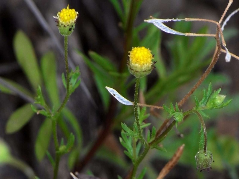 Brachyscome ciliaris var. brachyglossa photo 4