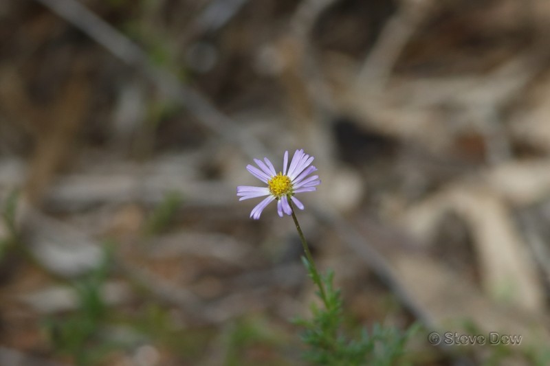 Brachyscome ciliaris var. ciliaris