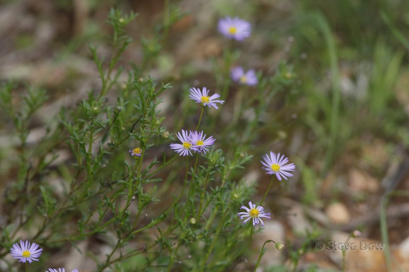 Brachyscome ciliaris var. ciliaris photo 2
