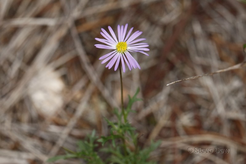 Brachyscome ciliaris var. ciliaris photo 3