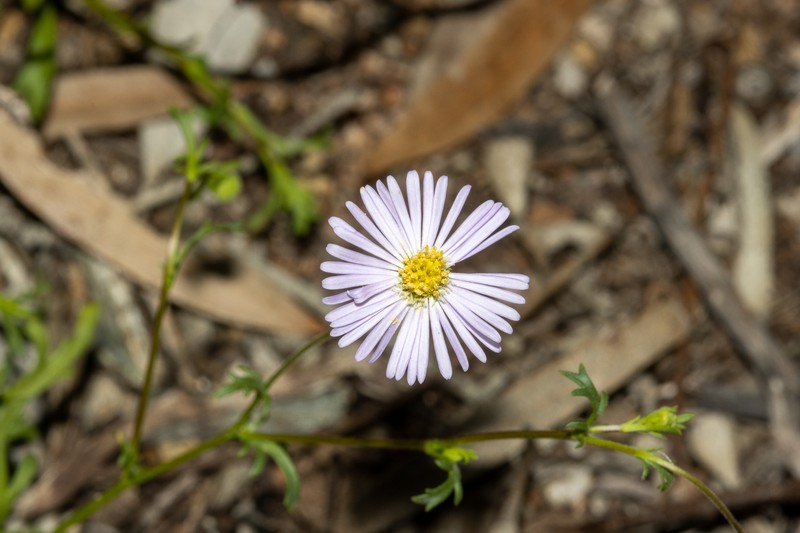Brachyscome ciliaris var. ciliaris photo 4