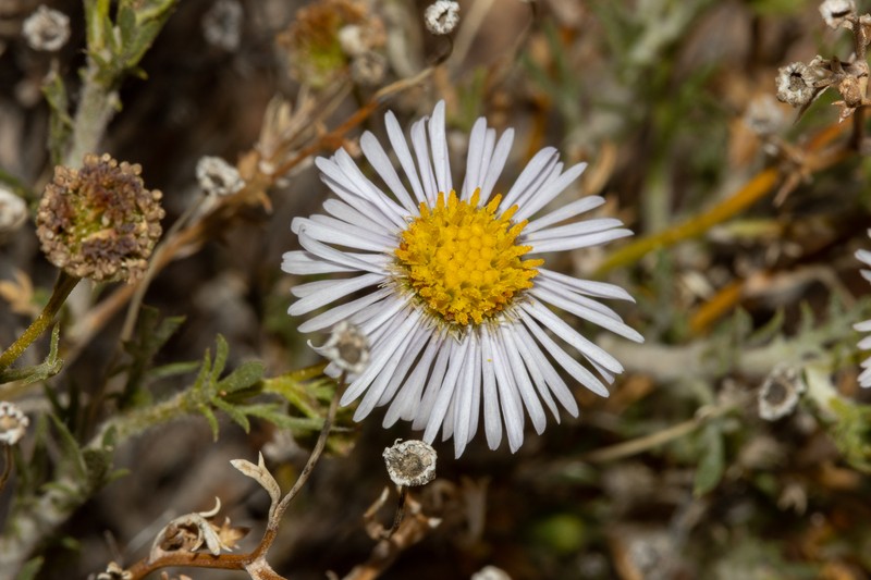 Brachyscome ciliaris var. lanuginosa