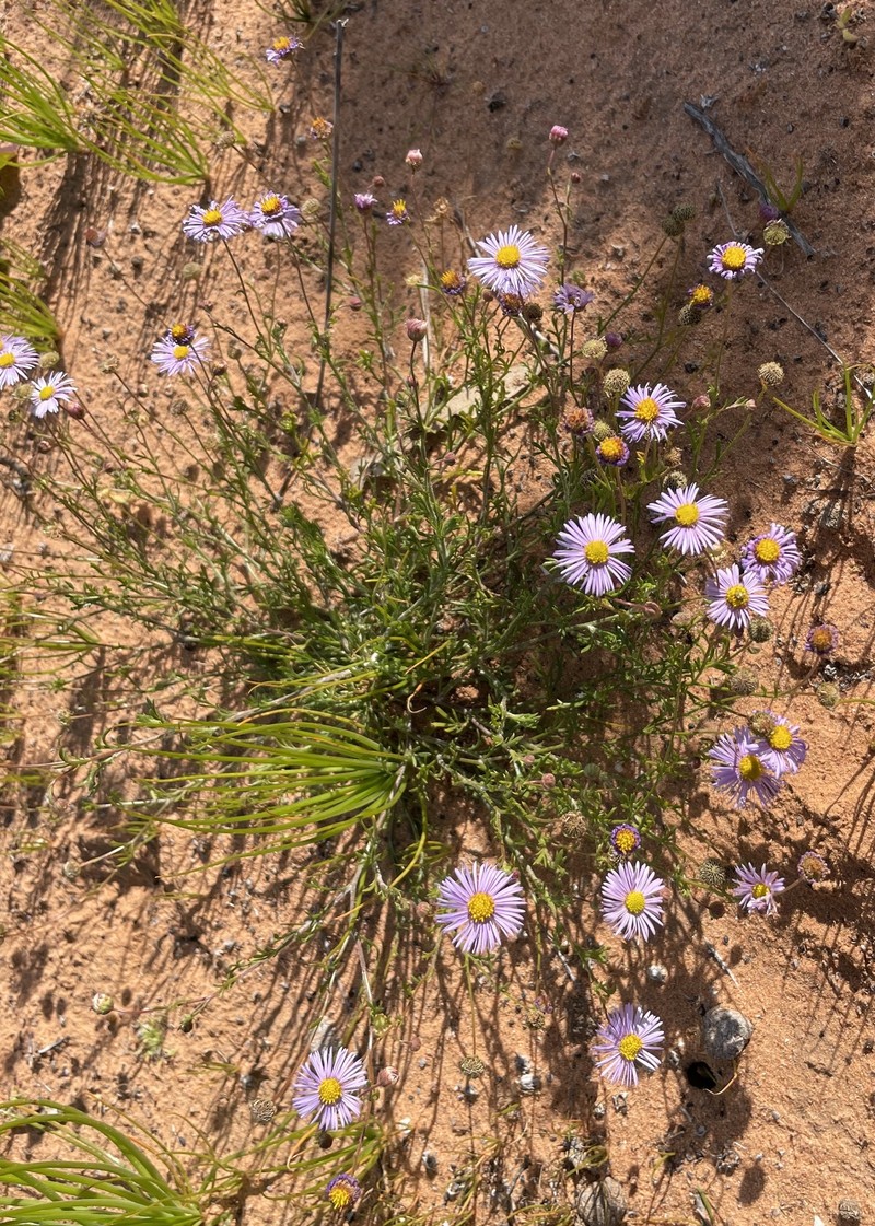 Brachyscome ciliaris var. lanuginosa photo 2