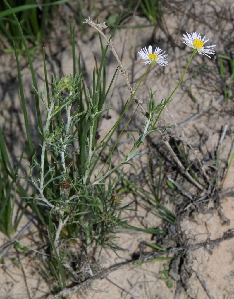 Brachyscome ciliaris var. lanuginosa photo 3