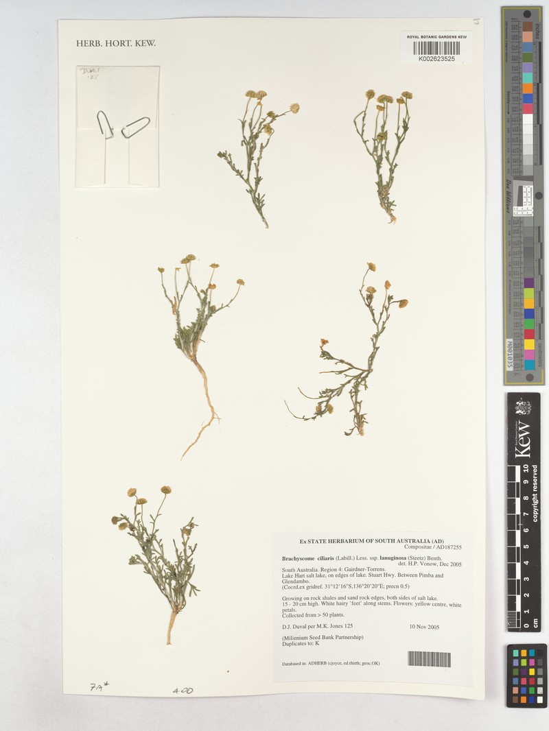 Brachyscome ciliaris var. lanuginosa photo 4