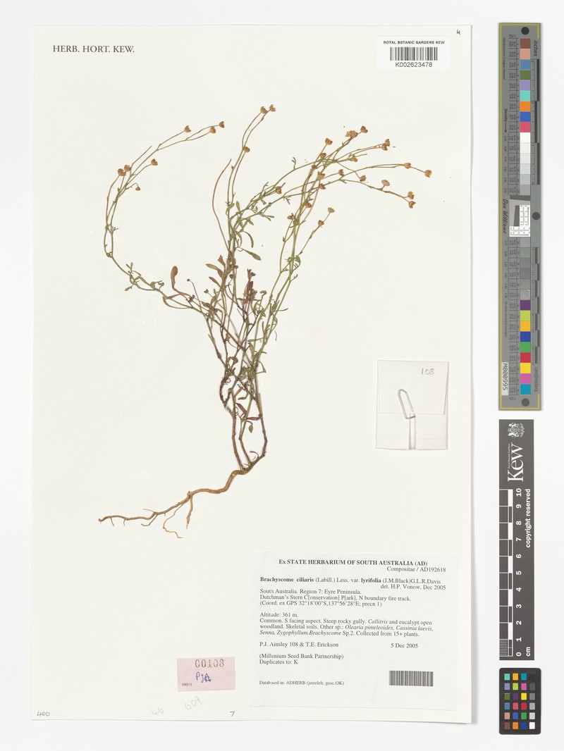 Brachyscome ciliaris var. lyrifolia