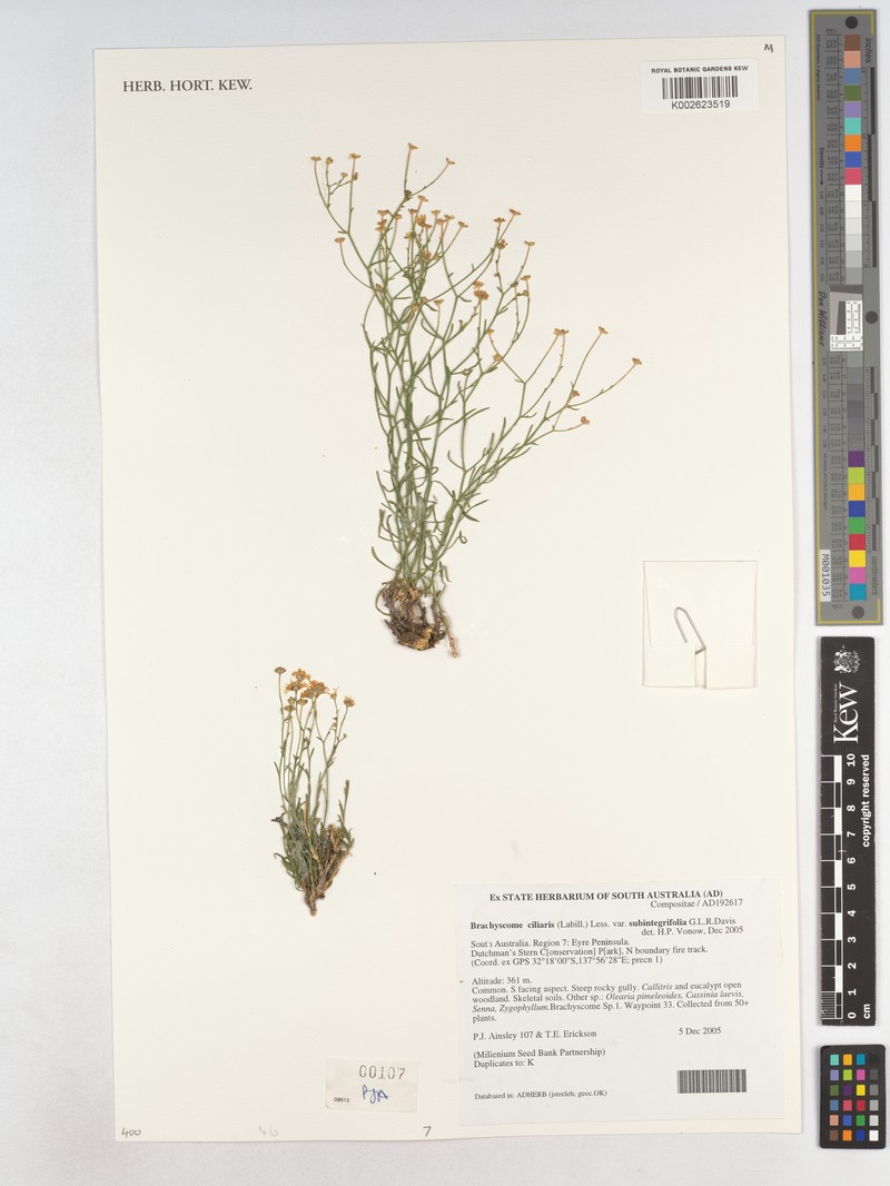 Brachyscome ciliaris var. subintegrifolia