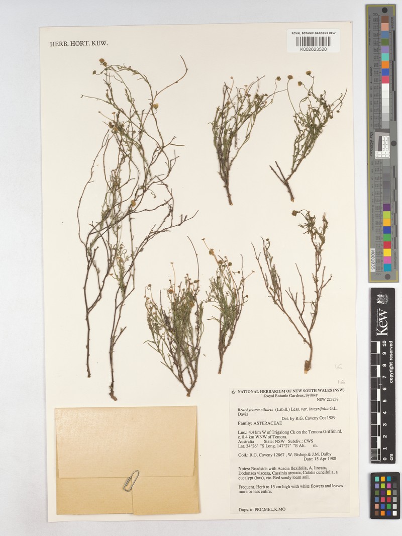 Brachyscome ciliaris var. subintegrifolia photo 2