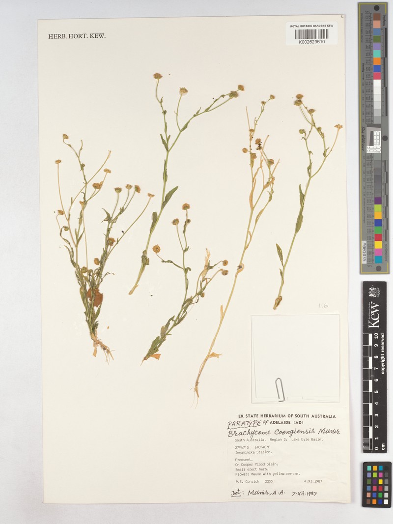 Brachyscome coongiensis