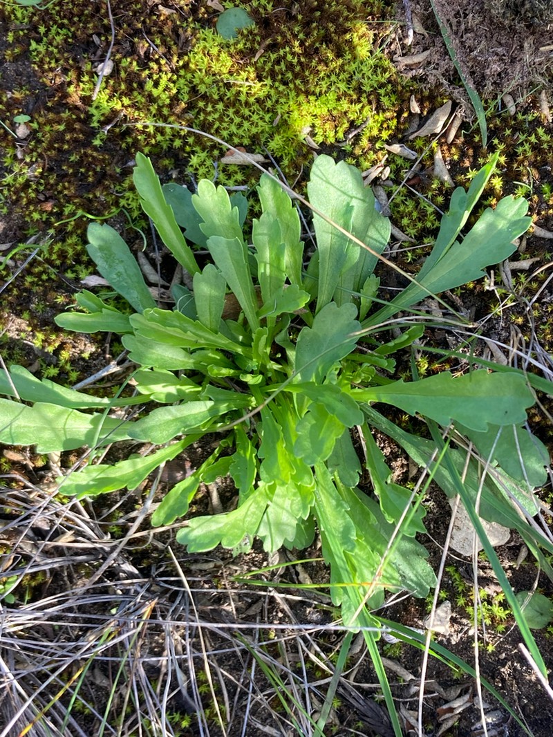 Brachyscome cuneifolia