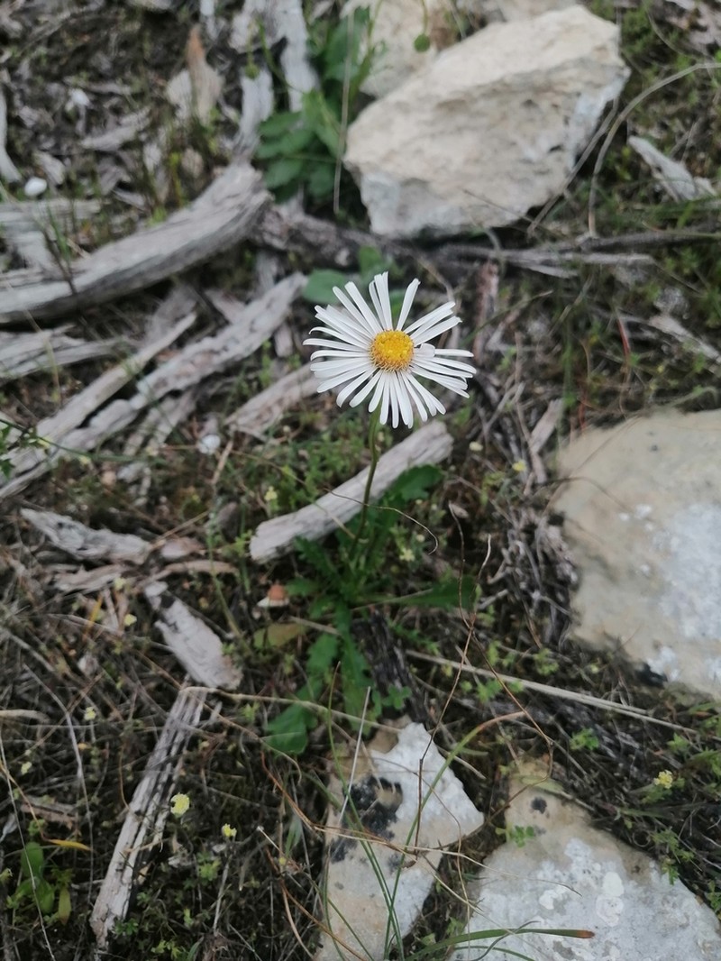 Brachyscome cuneifolia photo 2