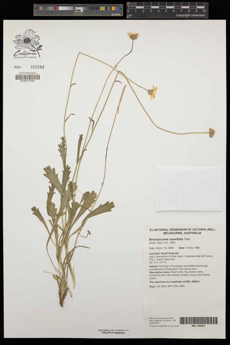 Brachyscome cuneifolia photo 3
