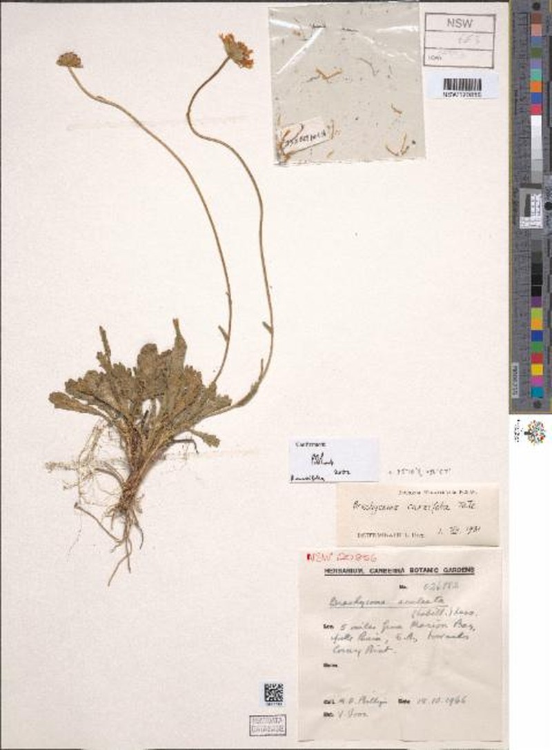 Brachyscome cuneifolia photo 4