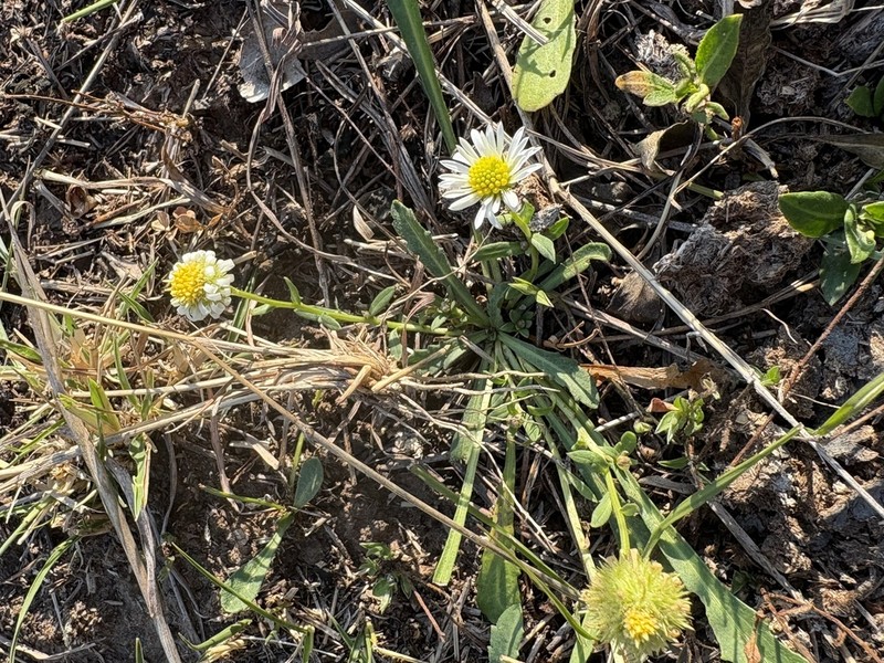 Brachyscome curvicarpa photo 2