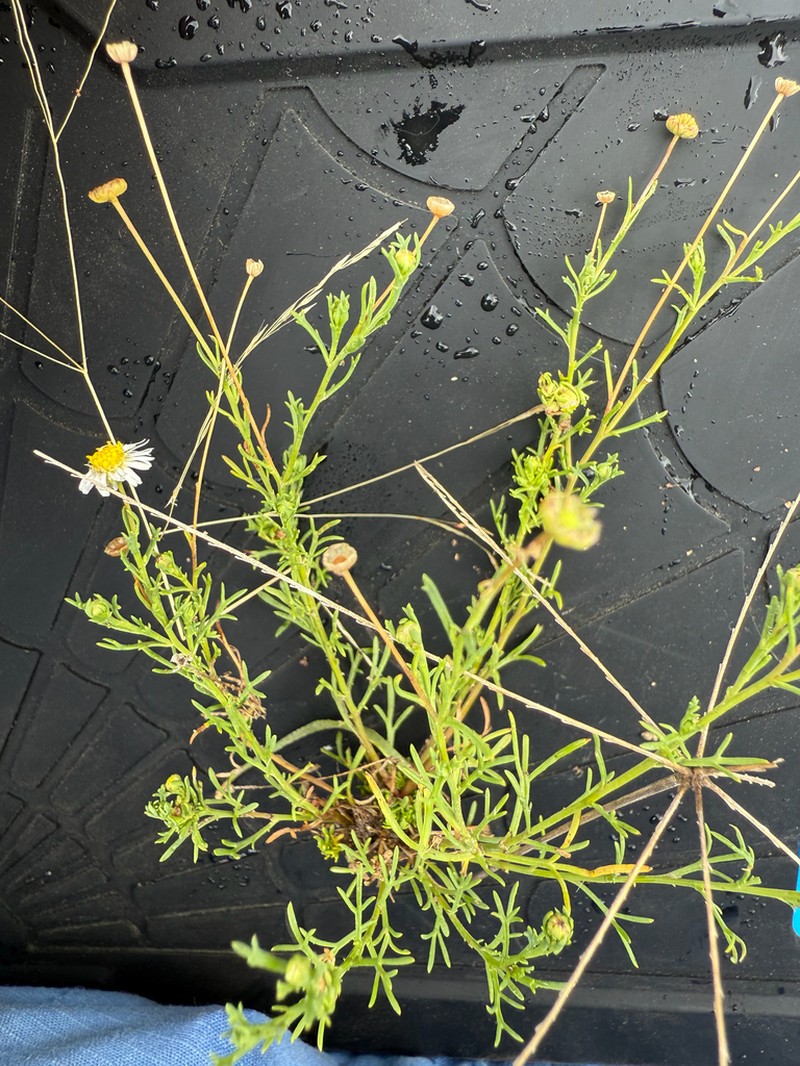 Brachyscome dalbyensis