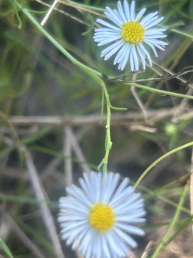 Brachyscome dalbyensis photo 4