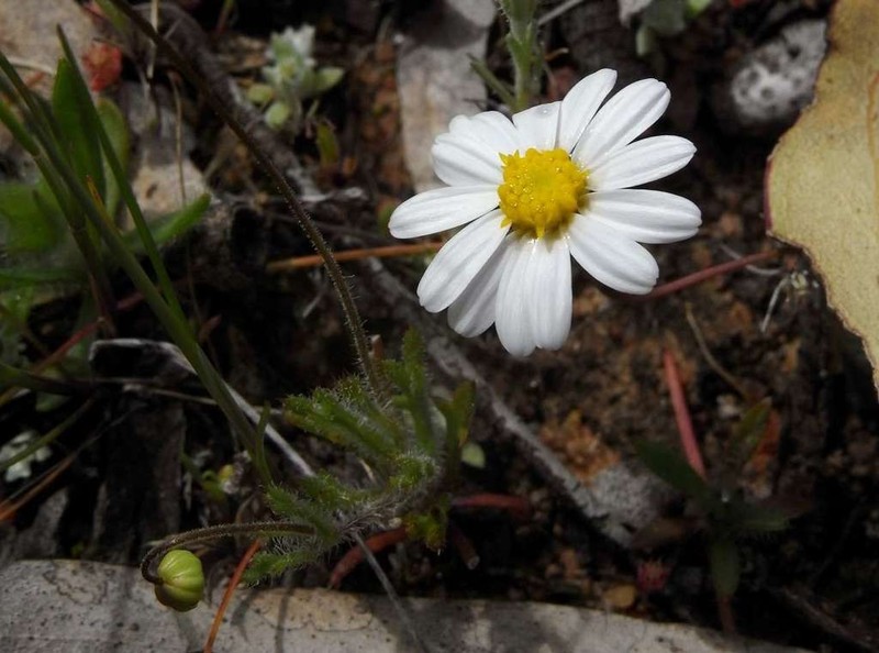 Brachyscome debilis