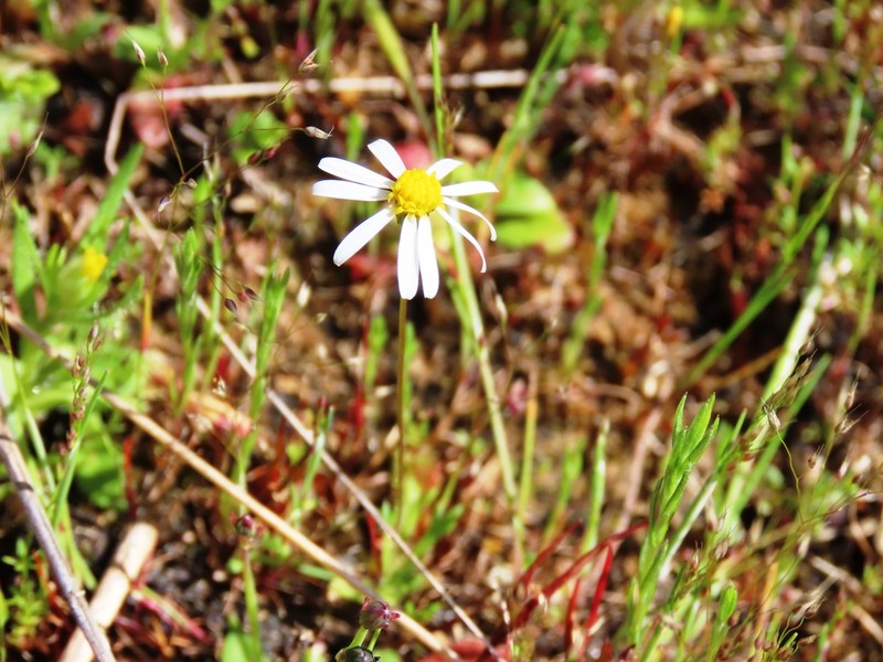 Brachyscome debilis photo 2