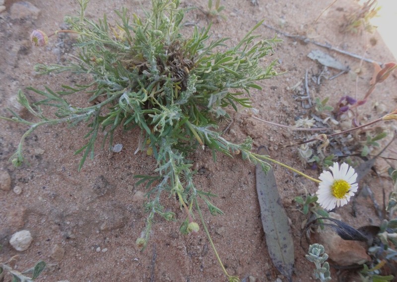 Brachyscome debilis photo 3