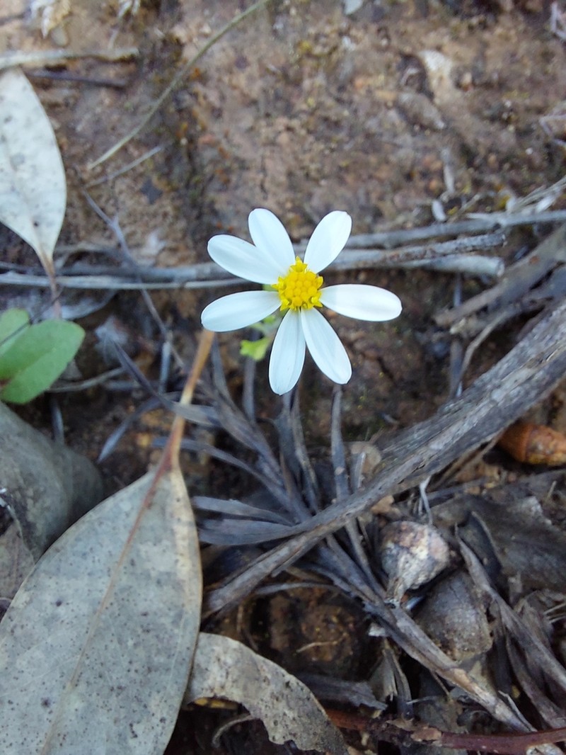Brachyscome debilis photo 4