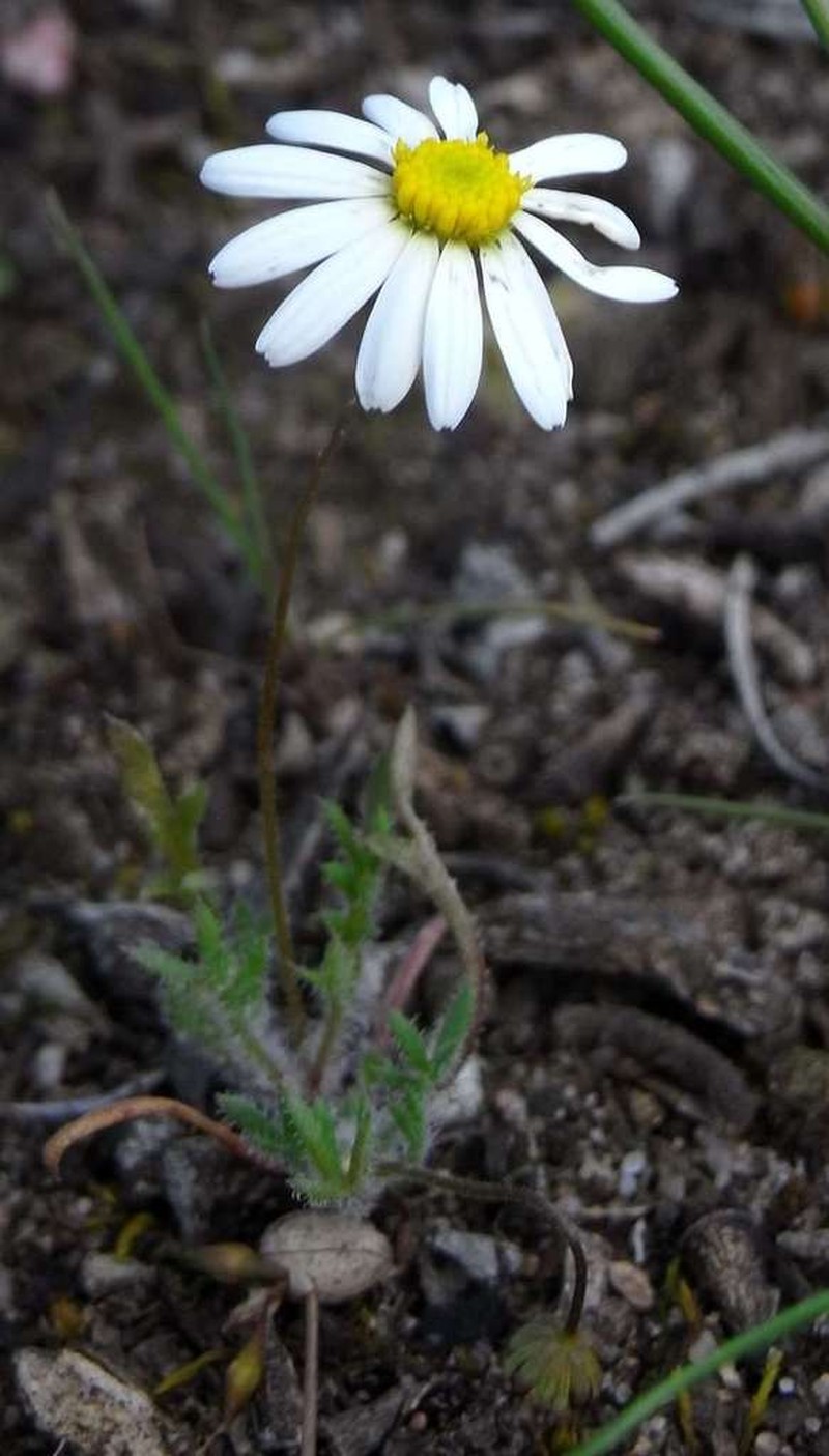 Brachyscome debilis photo 5