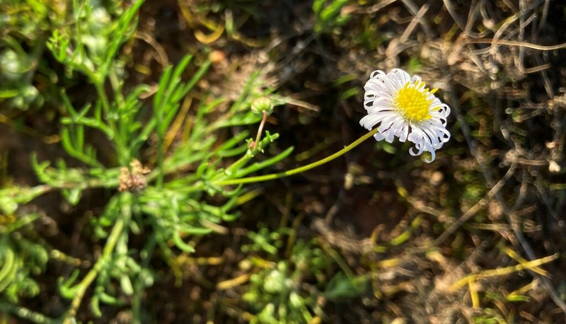 Brachyscome debilis photo 6