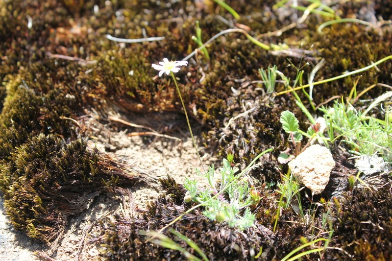 Brachyscome debilis photo 7
